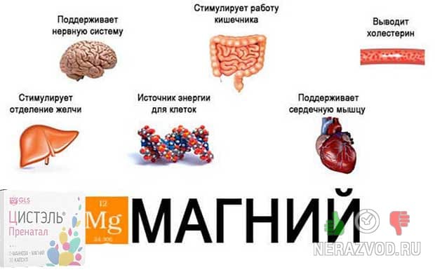ΠΠ΅ΡΠΈΡΠΈΡ ΠΌΠ°Π³Π½ΠΈΡ Π² ΠΎΡΠ³Π°Π½ΠΈΠ·ΠΌΠ΅ Π±Π΅ΡΠ΅ΠΌΠ΅Π½Π½ΠΎΠΉ